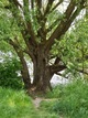 Ein Baum wächst in unmittelbarer Nähe des Wassers. Er war  Auslöser für den Bezug zum Psalm 23