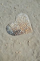 Die Muschel: „In-sich-wohnen“ als Präzedenzfall. Auch Liebe. Zumindest ein Zeichen für Liebe: das Herz aus Herzmuscheln…