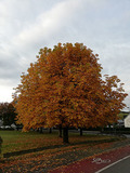 Herbstlicher Baum