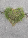 Ein Gras-Herz auf dem Engelpfad.