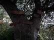 Ein alter uriger Baum mit vielen Hinweisschildern, wir halten uns an das Schild mit Namen „Buttenturm“